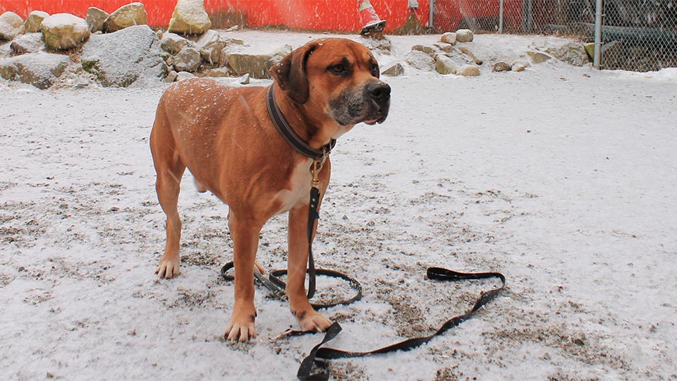 Photographie de William Hamelin