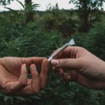 Deux mains s'échangeant un joint de cannabis devant un paysage de plans de cannabis dans la nature.