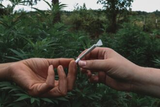Deux mains s'échangeant un joint de cannabis devant un paysage de plans de cannabis dans la nature.