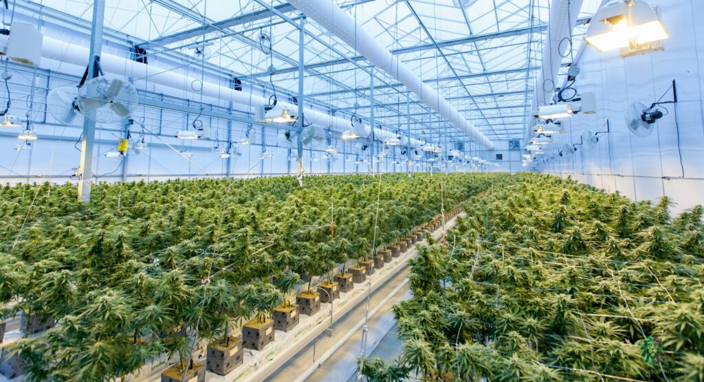 Intérieur d’une serre industrielle remplie de plants de cannabis sous des lampes de culture, avec une structure métallique et un éclairage blanc.