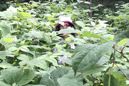 Naturaliste qui contrôle les plantes exotiques envahissantes