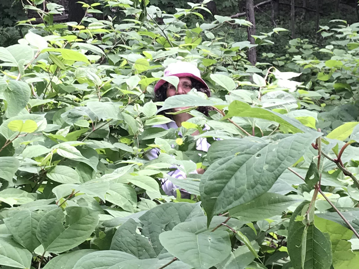 Naturaliste qui contrôle les plantes exotiques envahissantes